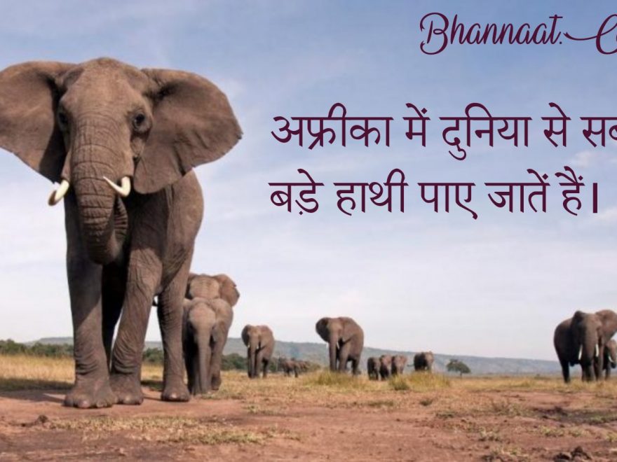 Facts About Elephants In Hindi