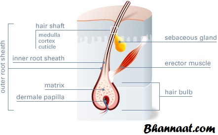 What Is Hair Transplant And Its Type In Hindi